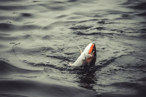 Pesca Pesca Lago — Fotografia de Stock