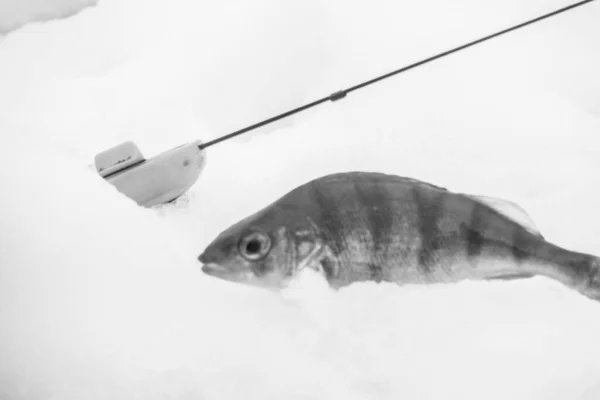 Buz Gibi Gölde Kış Balıkçılığı — Stok fotoğraf