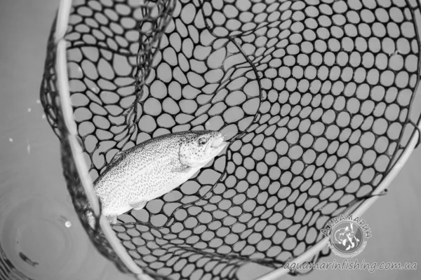 Pesca Trutas Lago Recreação Pesca — Fotografia de Stock