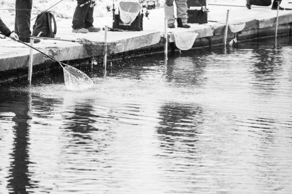 Forellenangeln Auf Dem See Freizeitfischerei — Stockfoto