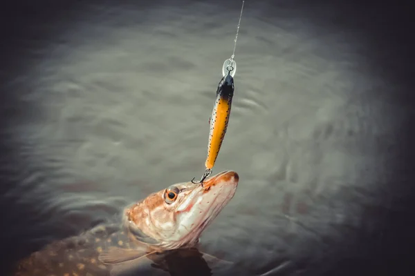 Pescar Lago Fundo Pesca — Fotografia de Stock