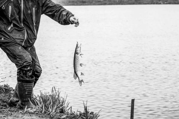 Ψάρεμα Πάικ Στη Λίμνη Αναψυχή Αλιείας — Φωτογραφία Αρχείου
