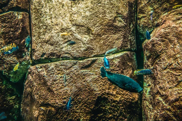 Όμορφος Υποβρύχιος Κόσμος Από Φύκια Ψαριών — Φωτογραφία Αρχείου