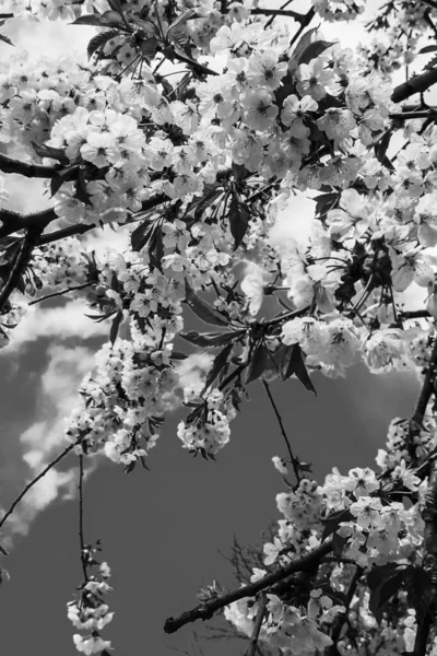 Прекрасные Цветущие Весенние Цветы Фон — стоковое фото