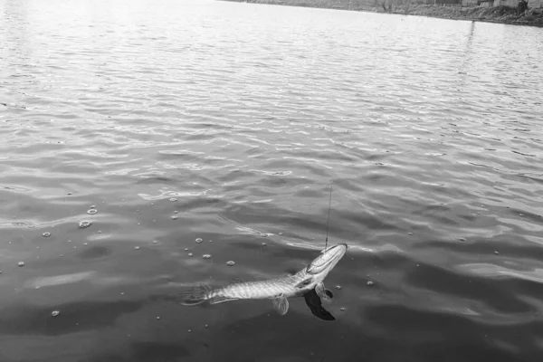 Pesca Lúcio Lago — Fotografia de Stock