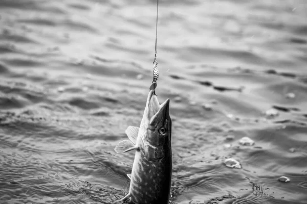 Snoeken Vissen Het Meer Recreatie Visserij — Stockfoto