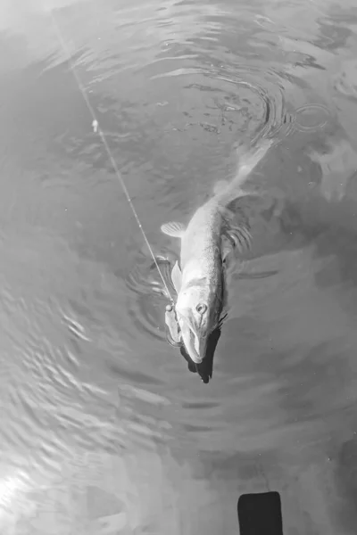 Pesca Lago Naturaleza Recreación Fondo —  Fotos de Stock