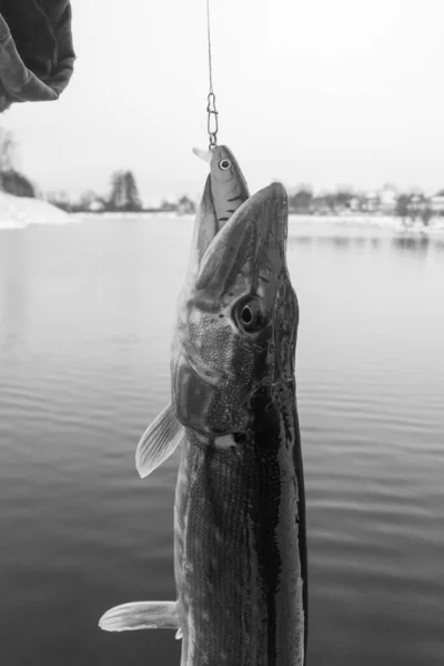 Pêche Brochet Sur Lac Loisirs Pêche — Photo