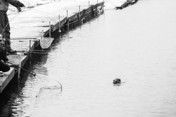 Truite Pêche Fond Sombre — Photo