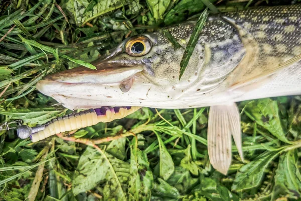 Vissen Meer Natuur Recreatie Achtergrond — Stockfoto