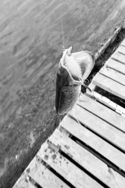 Pesca Descanso Rural Antecedentes Sobre Tema Recreação — Fotografia de Stock