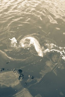 Balıkçılık sporları arka planı