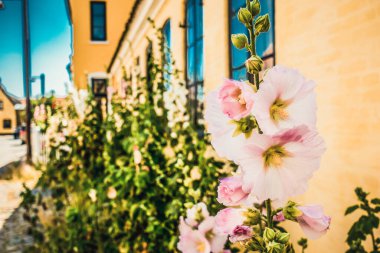Resimli bir köyde güzel bir Danimarka mimarisi