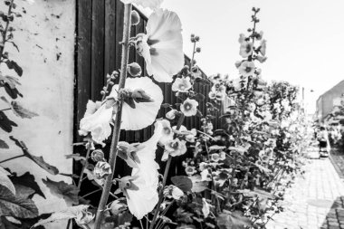 Güzel, pitoresk Danimarka köyü