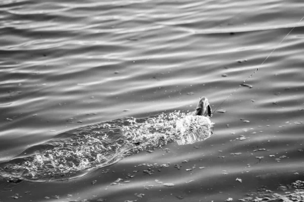 Pesca Lúcio Lago Recreação Pesca — Fotografia de Stock