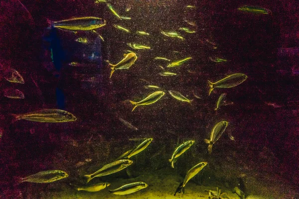 Schöne Unterwasserwelt Der Fische Algen Meer — Stockfoto