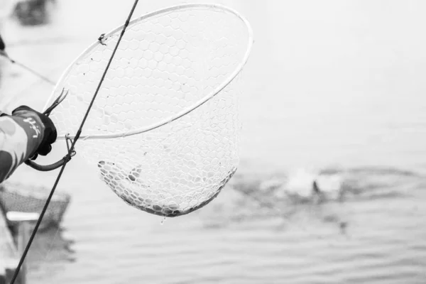 Forel Vissen Het Meer — Stockfoto