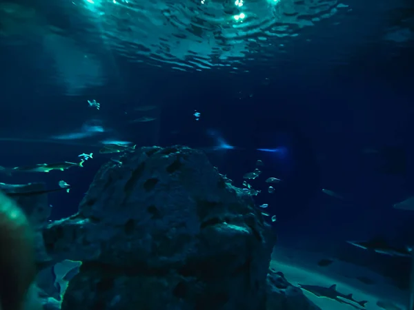Hermoso Mundo Submarino Peces Algas Marinas — Foto de Stock