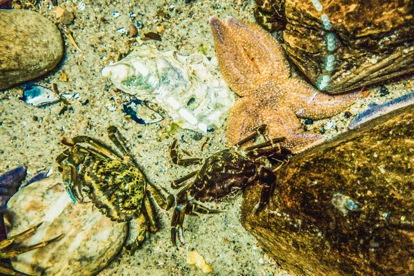 Schöne Unterwasserwelt Der Fische Algen Meer — Stockfoto