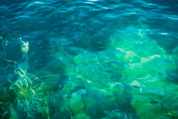 Красивий Підводний Світ Моря Рибних Водоростей — стокове фото