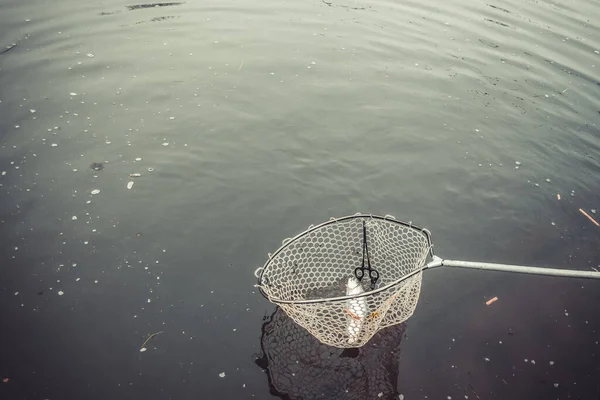 Vissen Forel Aan Het Meer Sportvissen Buitenactiviteiten — Stockfoto