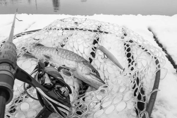 Pesca Lucio Lago Recreo Pesca — Foto de Stock