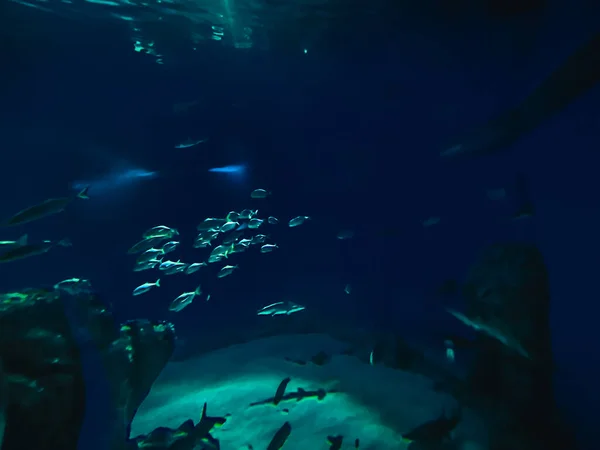 Schöne Unterwasserwelt Der Fische Algen Meer — Stockfoto