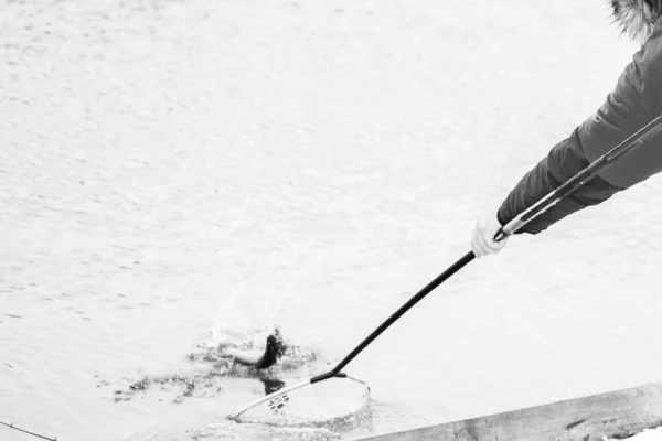 Forel Vissen Donkere Achtergrond — Stockfoto