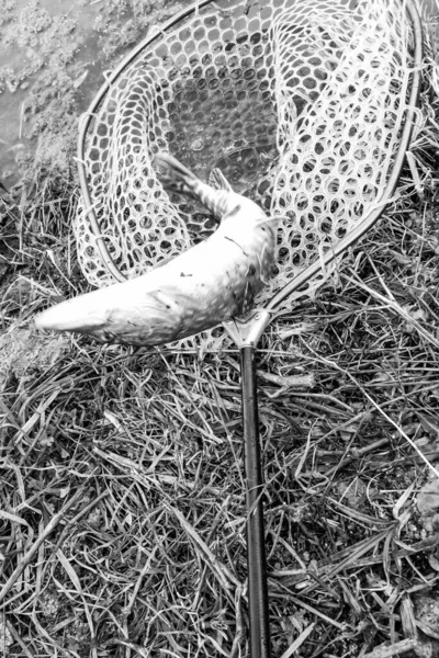 Pesca Descanso Rural Antecedentes Sobre Tema Recreação — Fotografia de Stock