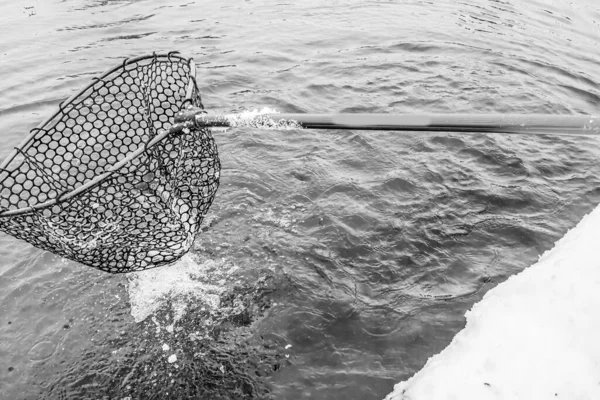 Pesca Truta Fundo Escuro — Fotografia de Stock