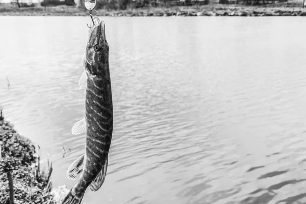 Fiske Vila Landet Bakgrund Temat Rekreation — Stockfoto