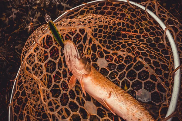 Pesca Pesca Lago — Fotografia de Stock