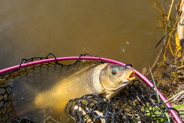 Carp fishing, beautiful carps on the shore