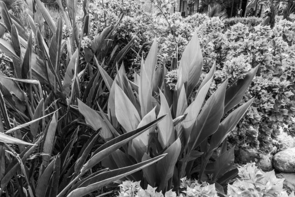 Beautiful Seaside Resort Landscaping — Stock Photo, Image