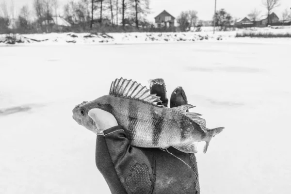 Rybolov Ledovém Pozadí — Stock fotografie
