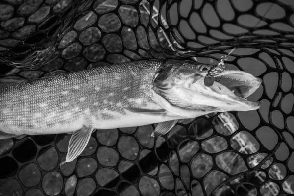 Pike Rybaření Jezeře — Stock fotografie