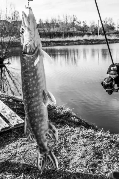 Pesca Del Luccio Sul Lago — Foto Stock