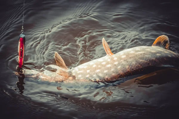 Angeln Auf Dem See Hintergrund Der Fischerei — Stockfoto