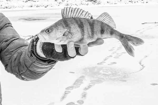 Fishing Ice Background — Stock Photo, Image