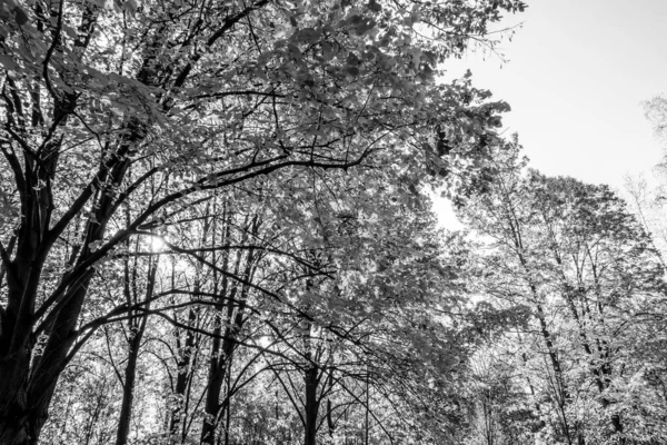 Herrlicher Herbst Einem Wunderschönen Historischen Park — Stockfoto