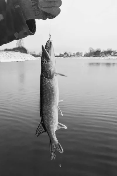 Pike Rybaří Jezeře Rybolovná Rekreace — Stock fotografie