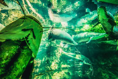 Balık yosunlarının güzel sualtı dünyası