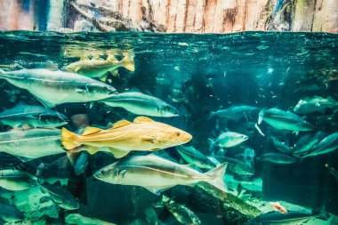 Balık yosunlarının güzel sualtı dünyası