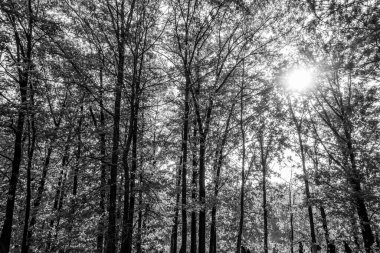 Güzel bir tarihi parkta muhteşem bir sonbahar.