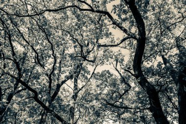 Güzel bir tarihi parkta muhteşem bir sonbahar.