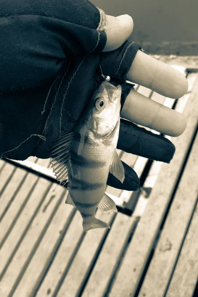 Pesca Lúcio Lago — Fotografia de Stock