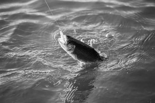 Forellenangeln Auf Dem See — Stockfoto