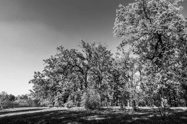 Herrlicher Herbst Einem Wunderschönen Historischen Park — Stockfoto