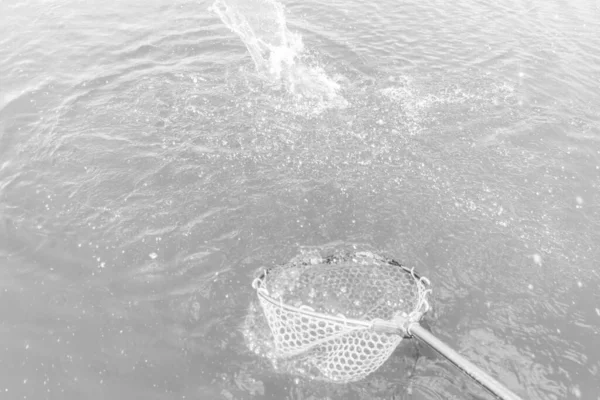 Pesca Alla Trota Nel Lago Pesca Ricreazione — Foto Stock