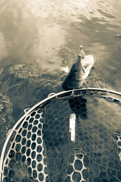 Pesca Descanso Rural Antecedentes Sobre Tema Recreação — Fotografia de Stock